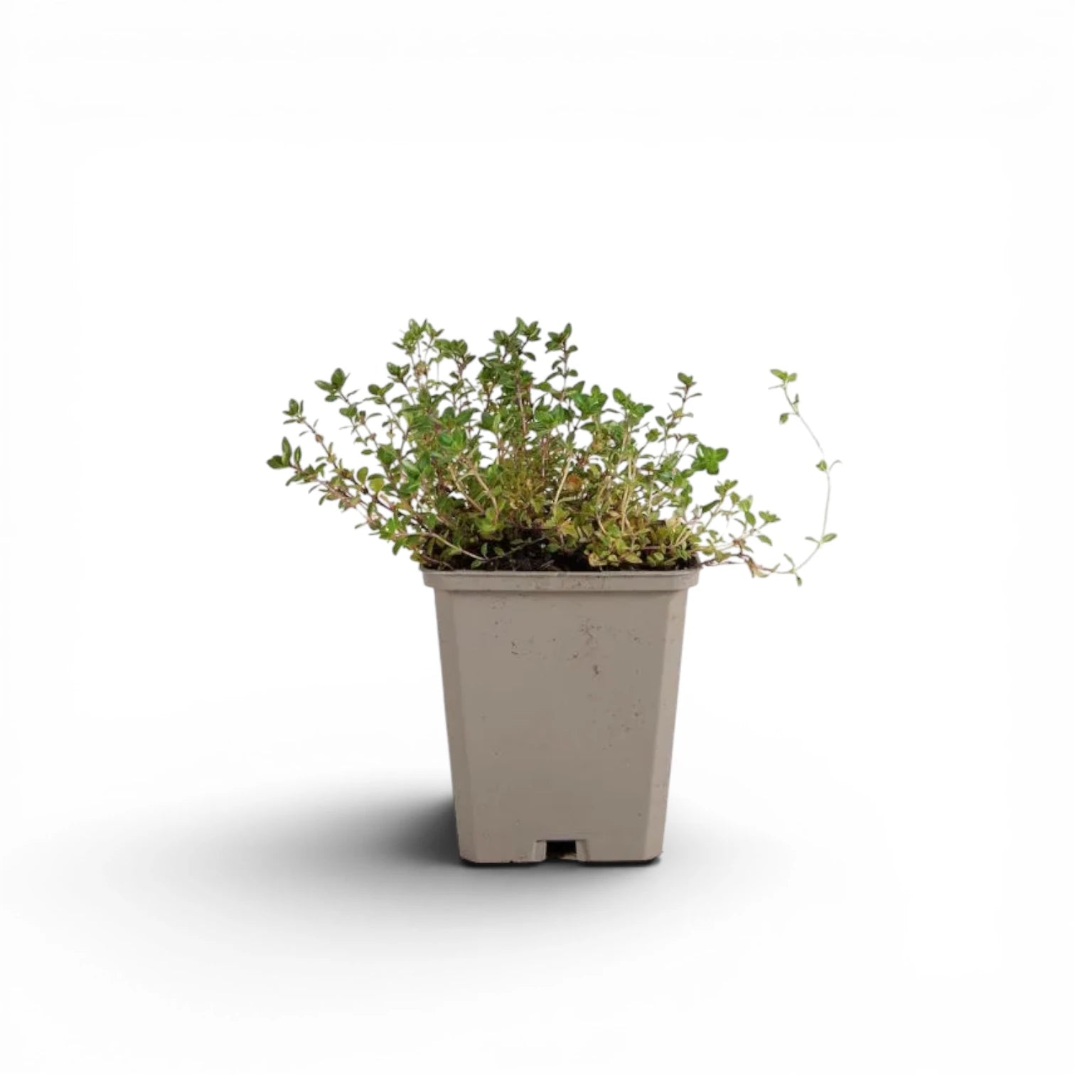 Thymus serpyllum – im Baumschultopf.
