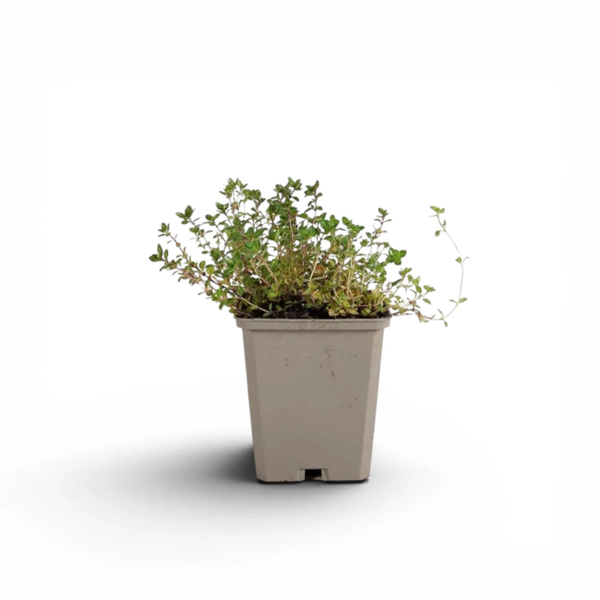 Thymus serpyllum in nursery pot.