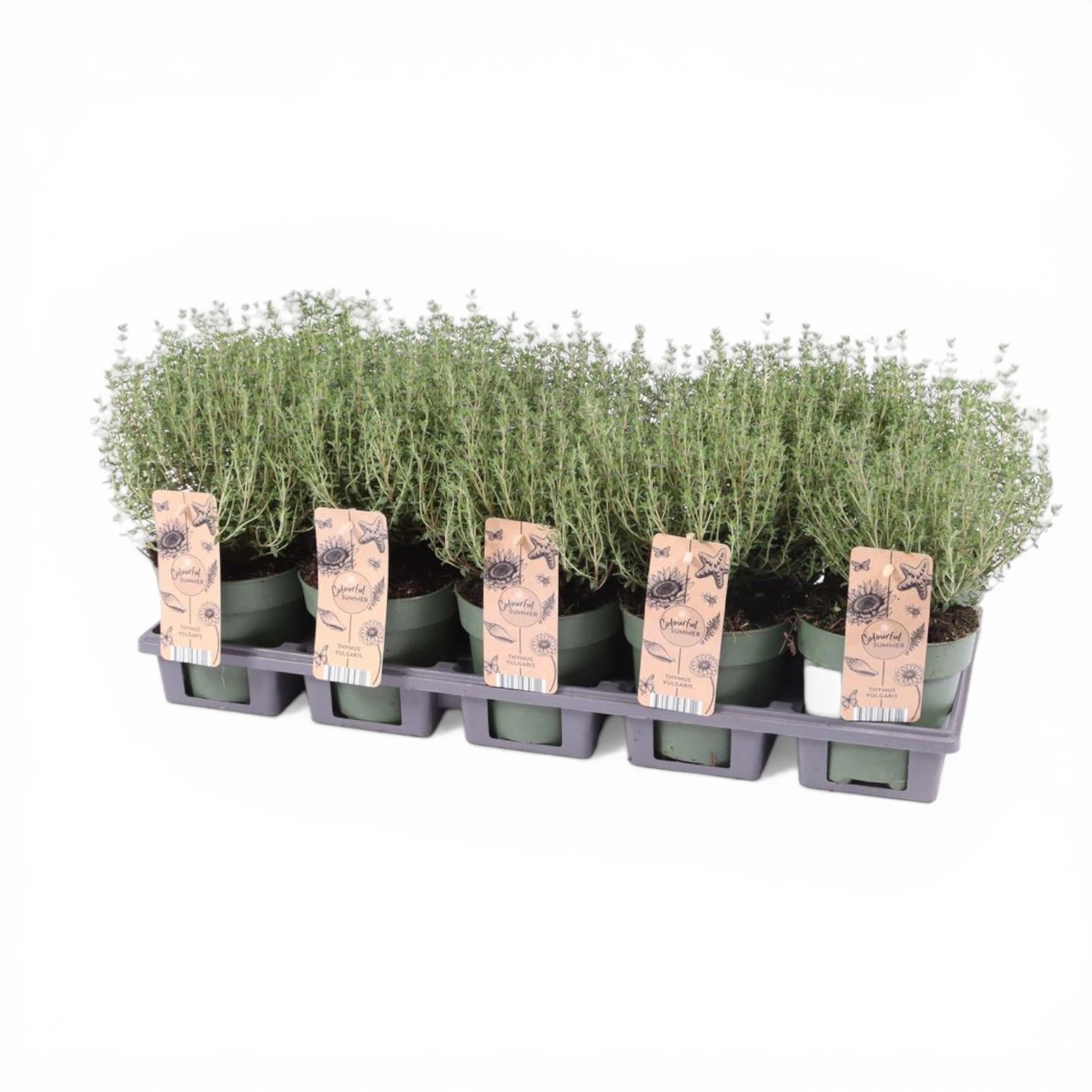 Thymus vulgaris – Nahaufnahme.