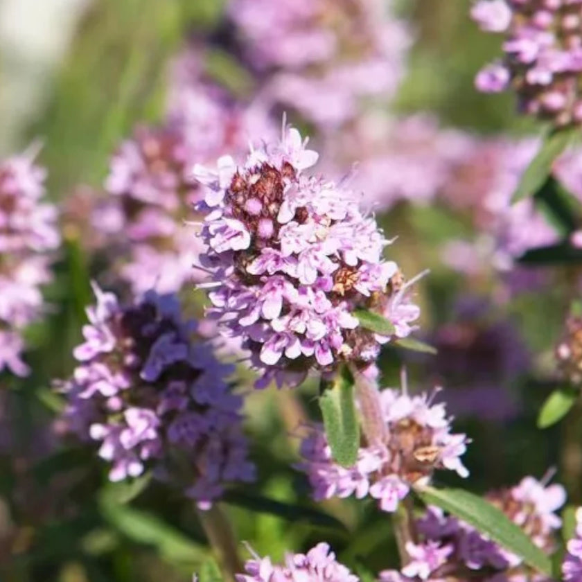 Thymus vulgaris growing outdoors plant photo.
