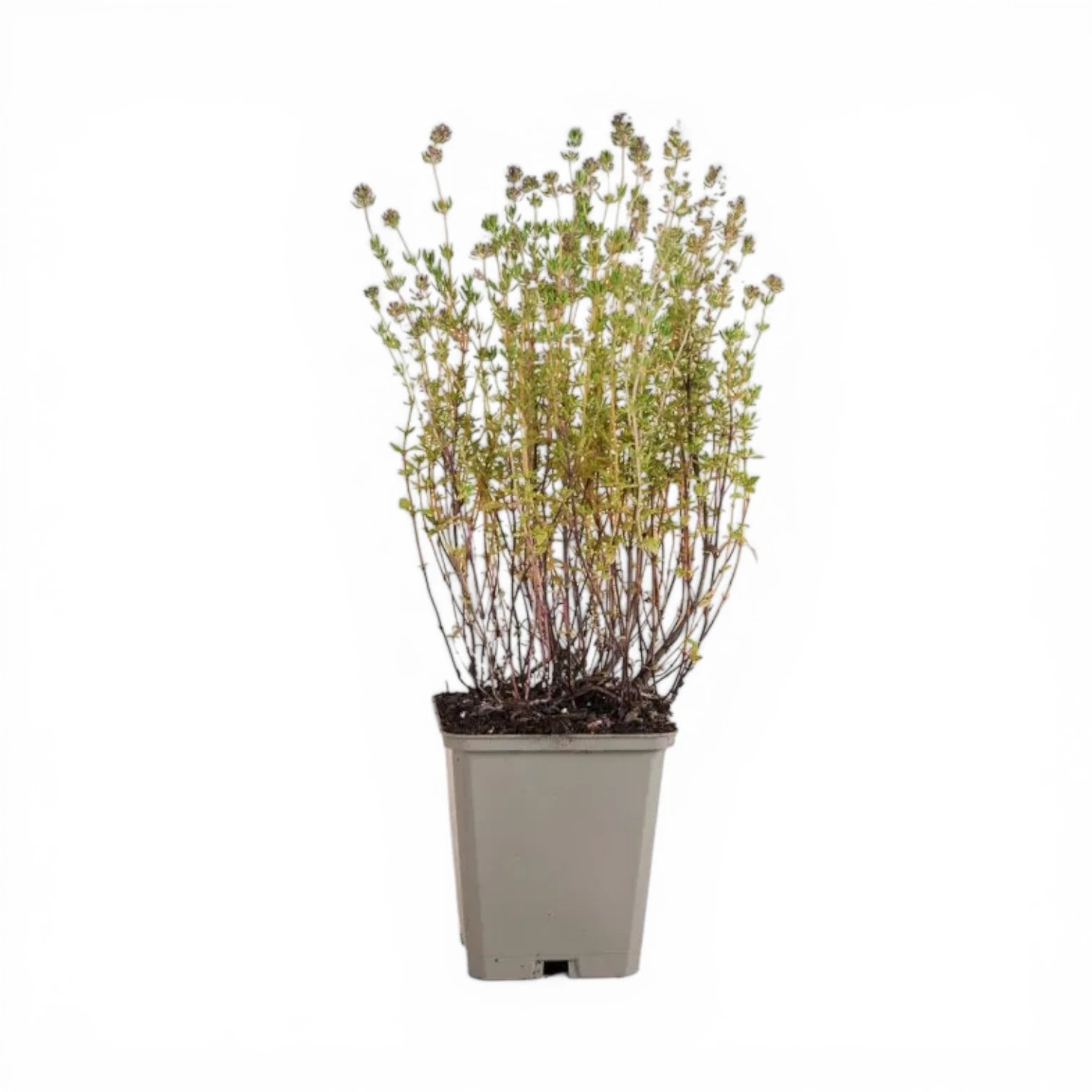 Thymus vulgaris – im Baumschultopf.