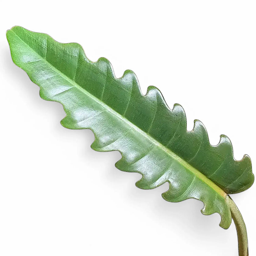 Philodendron 'Narrow' ('Tiger Tooth', 'Jungle boogie') – Blattdetail vor weißem Hintergrund..
