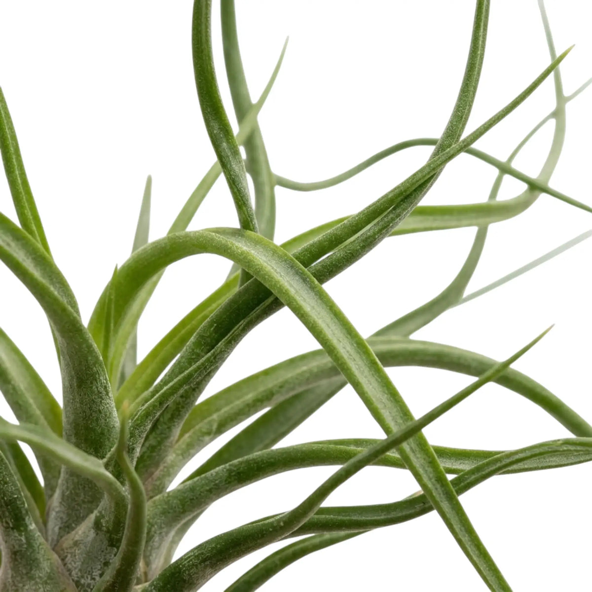 Blattdetail von Tillandsia bulbosa mit schmalen Blättern, die sich locker einrollen und in Bögen winden