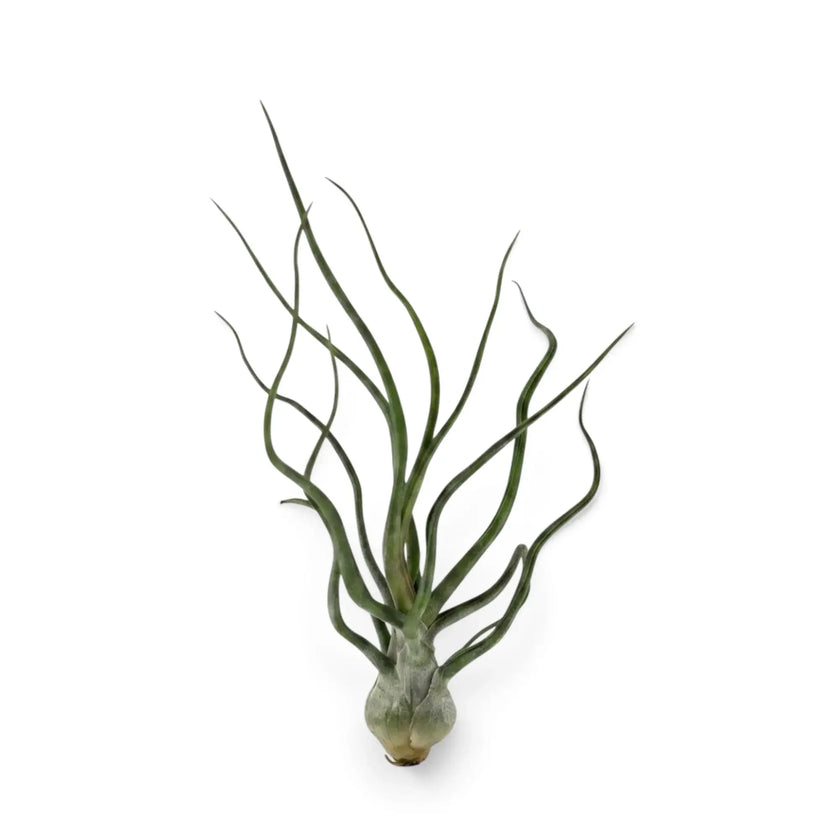 Tillandsia bulbosa air plant with a swollen rounded base and narrow twisting green leaves