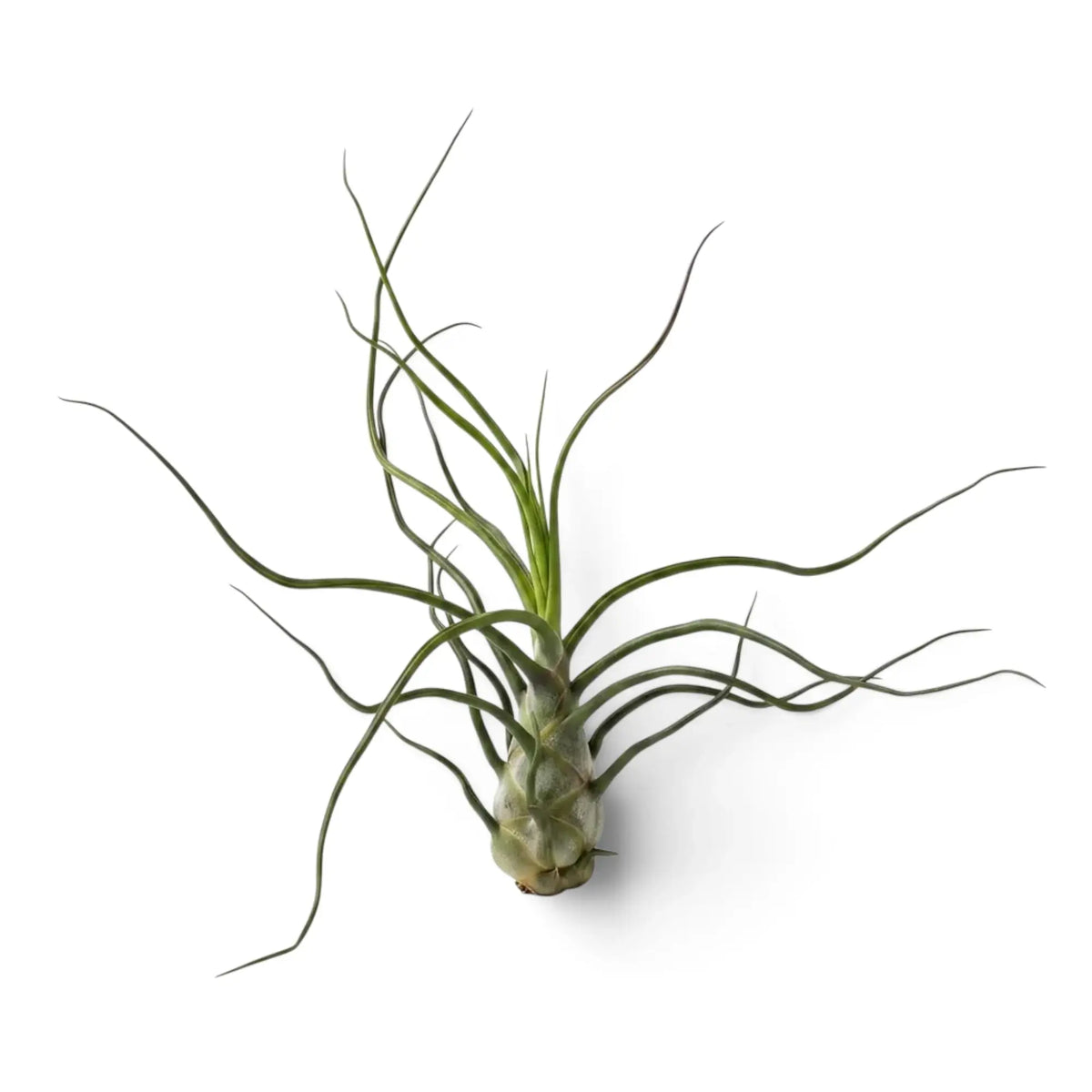 Tillandsia bulbosa als Luftpflanze mit schmalen, röhrenförmigen Blättern, die sich von der rundlichen Basis nach außen winden