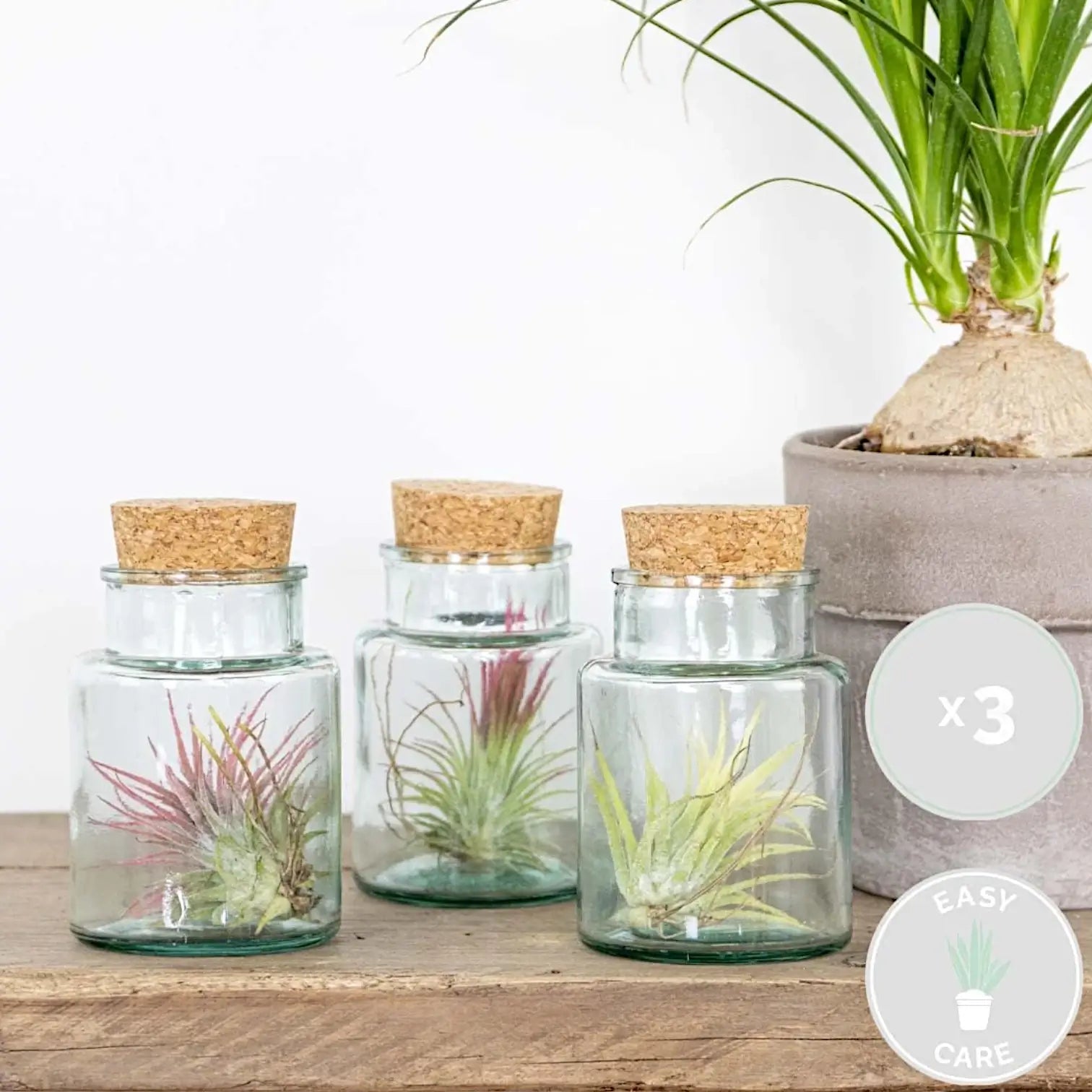 3 x Tillandsia Air Plants in Glass potted plant in nursery pot on white background.