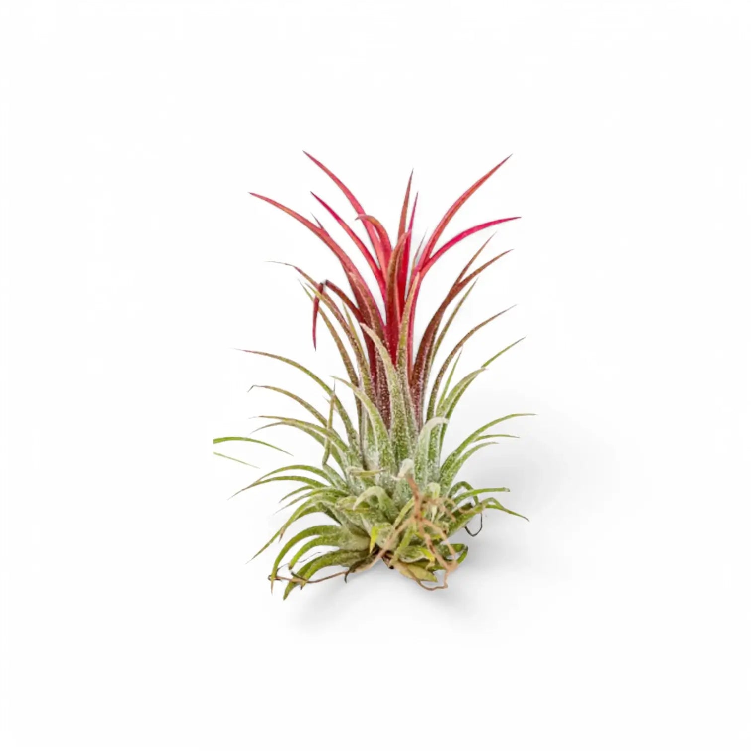 3 x Tillandsia Air Plants in Glass potted plant in nursery pot on white background.