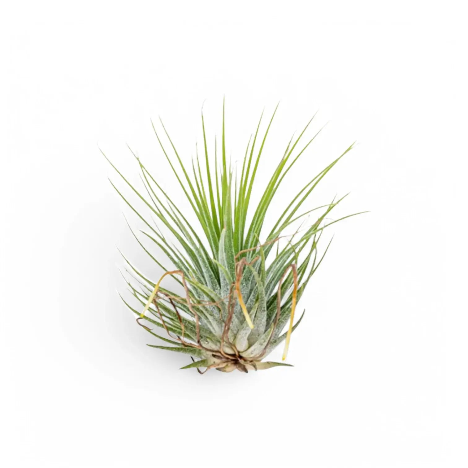 3 x Tillandsia Air Plants in Glass potted plant in nursery pot on white background.