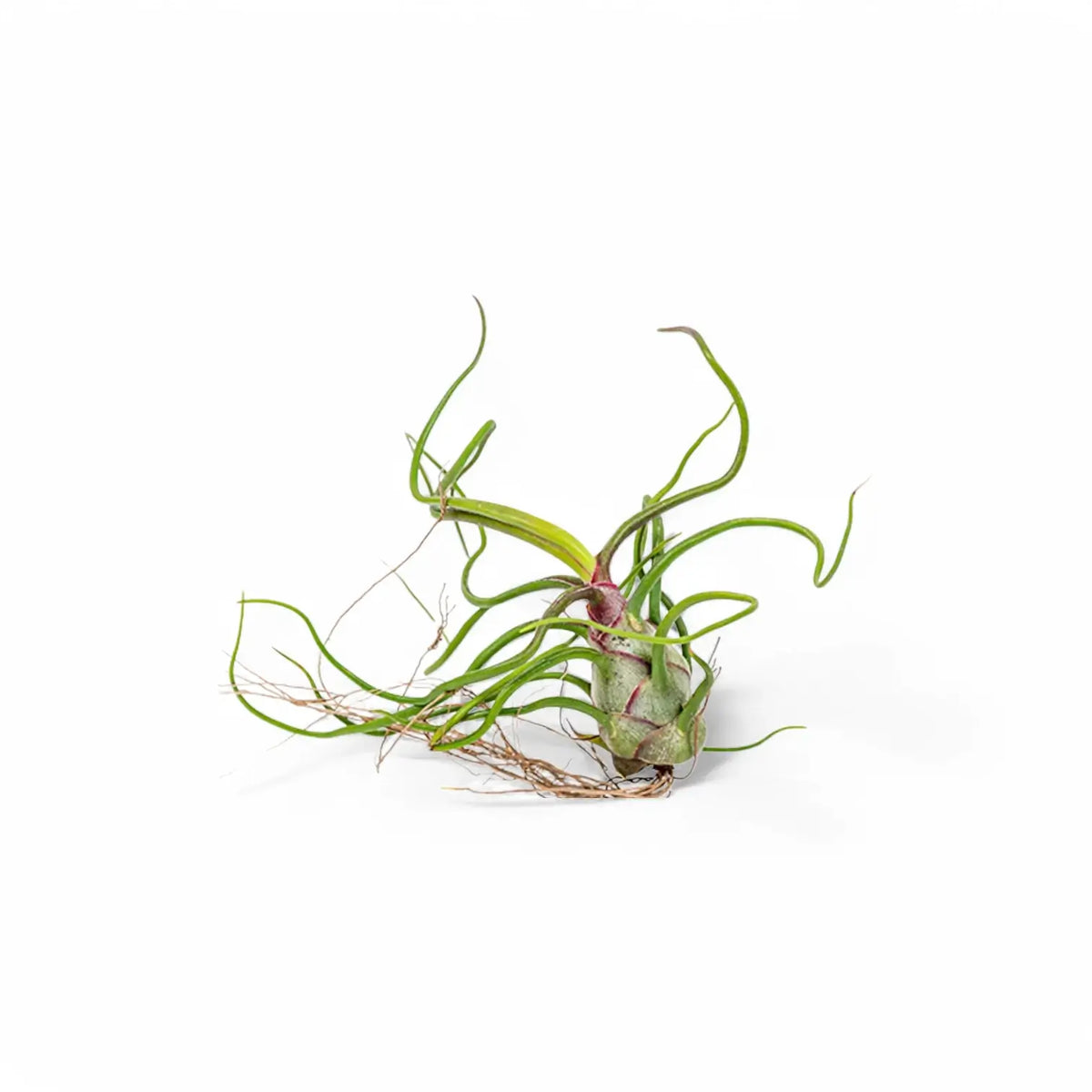 Tillandsia Air Plants plant photo.