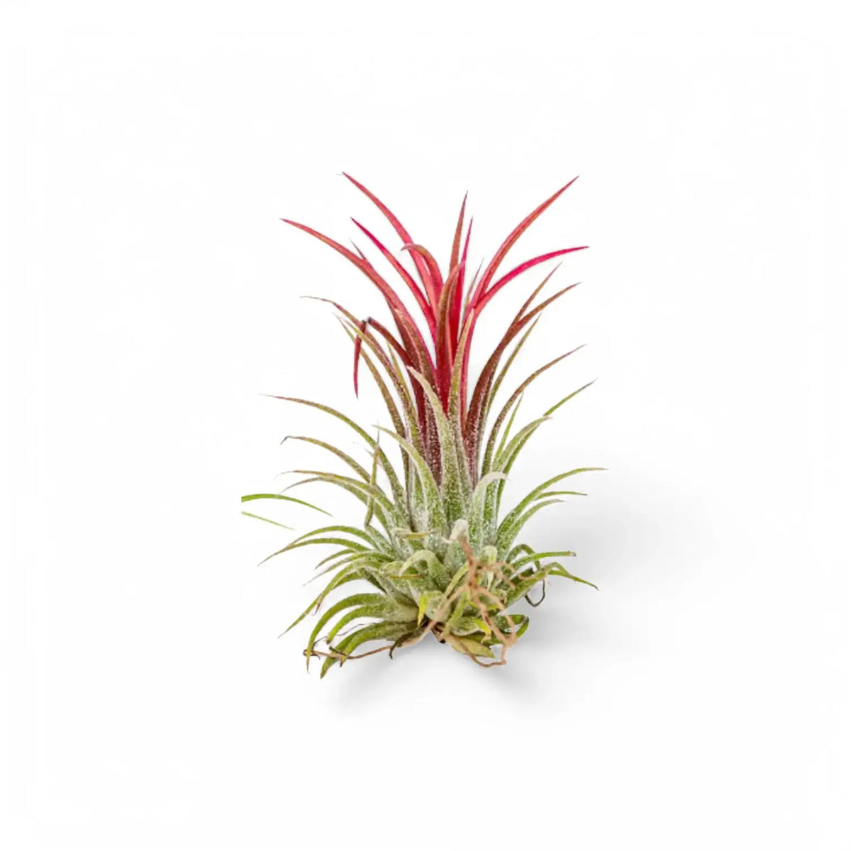 Tillandsia Air Plants plant photo.