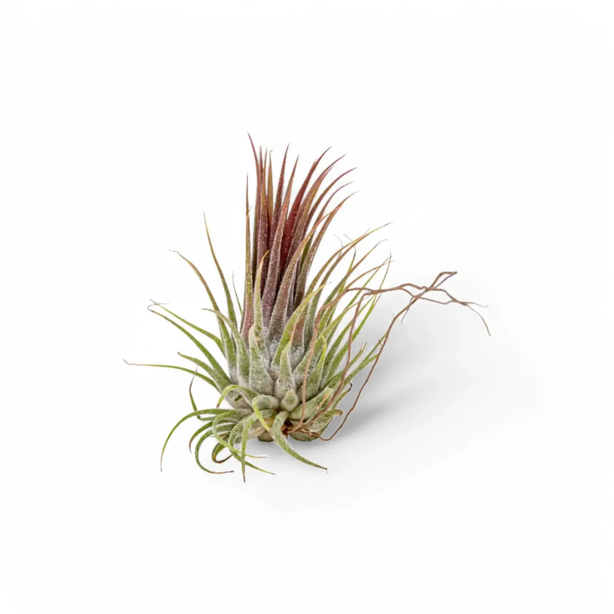 Tillandsia Air Plants plant photo.