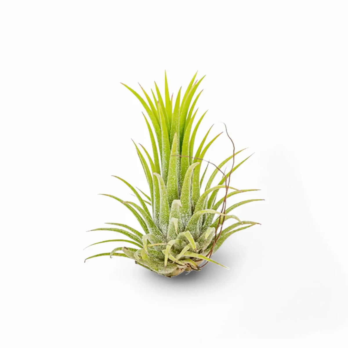 Tillandsia Air Plants plant photo.