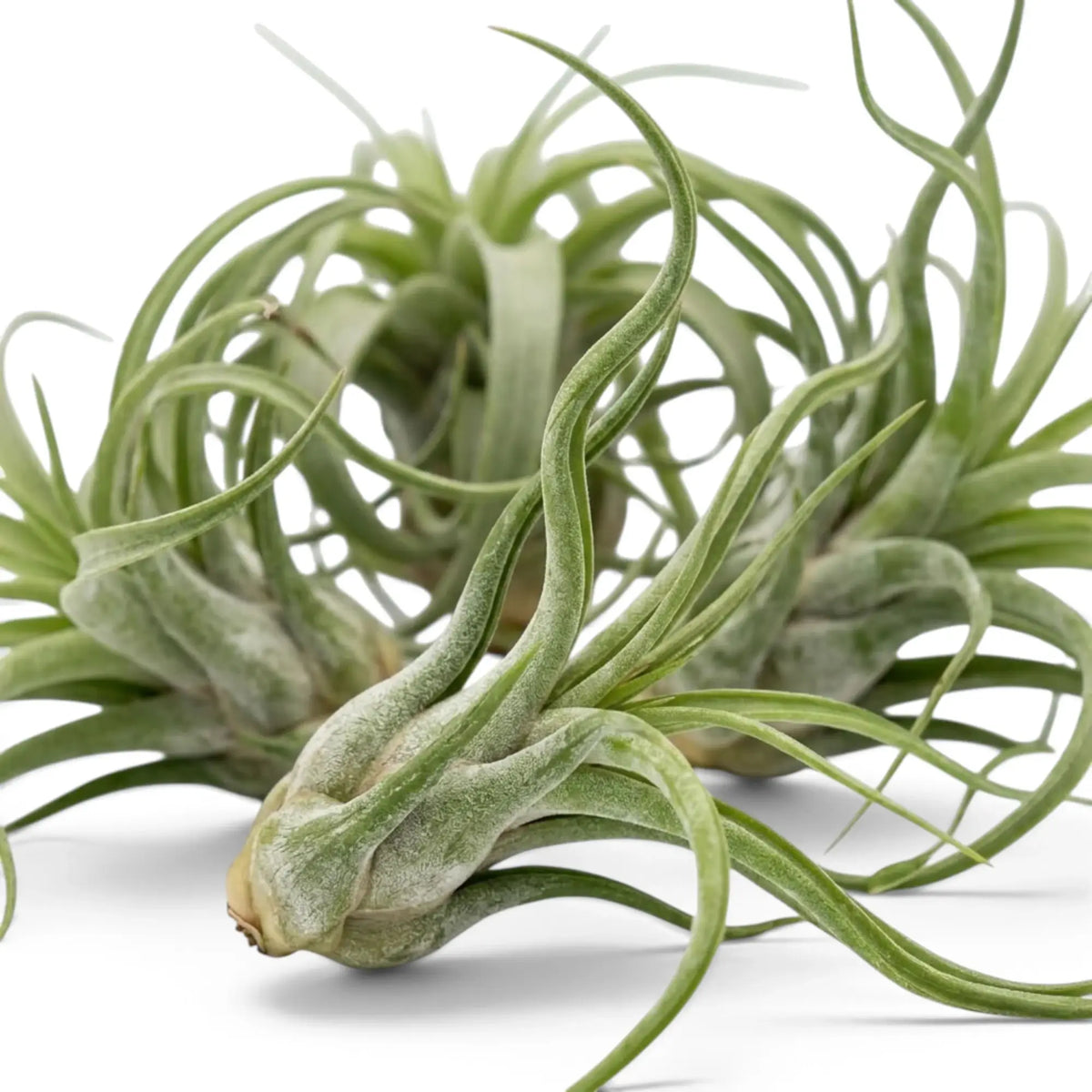 Nahaufnahme von Tillandsia caput-medusae mit verdickter Basis und eingerollten graugrünen Blättern