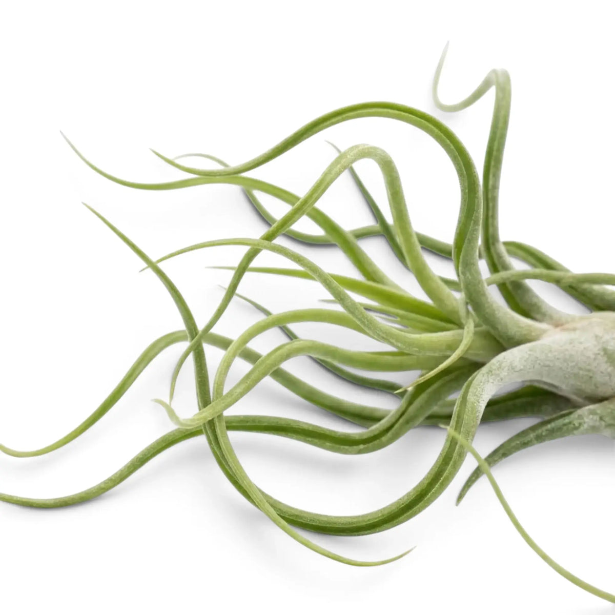 Detailaufnahme von Tillandsia caput-medusae mit schmalen, gedrehten Blättern und silbriger Oberfläche