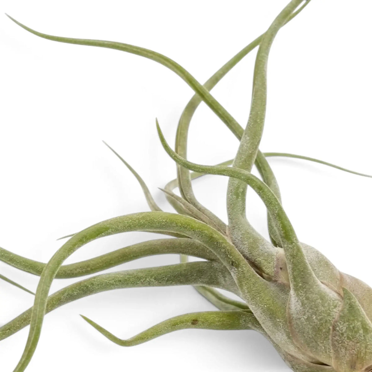 Nahaufnahme der bauchig verdickten Basis und eingerollten Blätter von Tillandsia caput-medusae