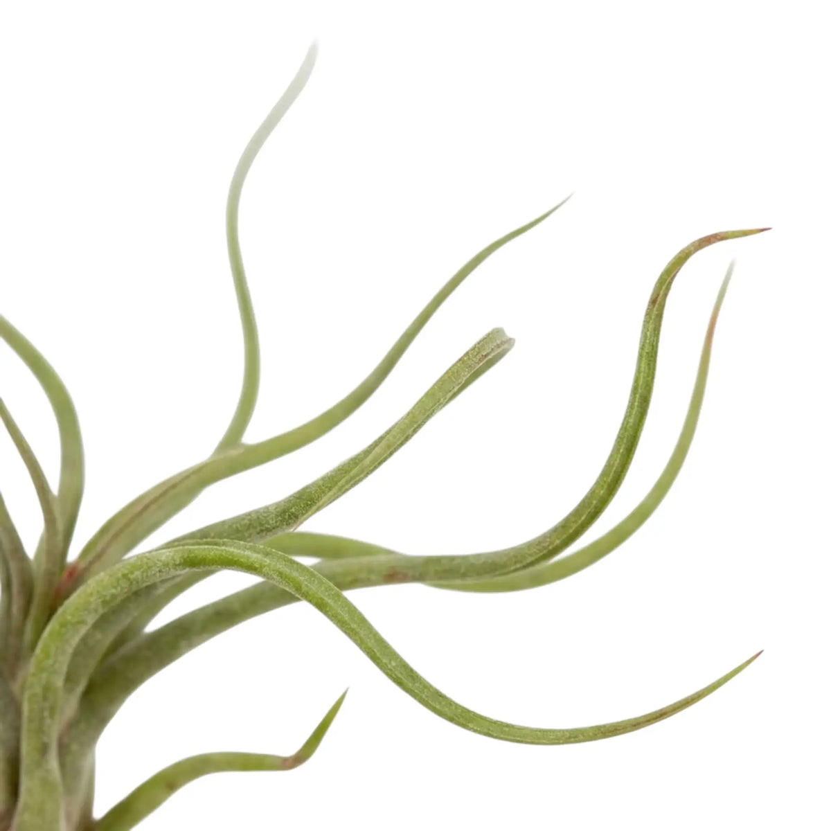 Nahaufnahme von Tillandsia caput-medusae mit überlappenden Blattbasen und langen gebogenen Blättern