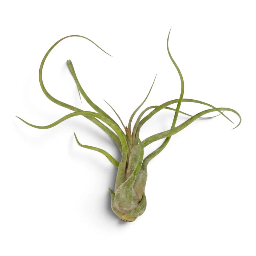 Tillandsia caput-medusae als Luftpflanze mit verdickter Basis und langen, eingerollten graugrünen Blättern