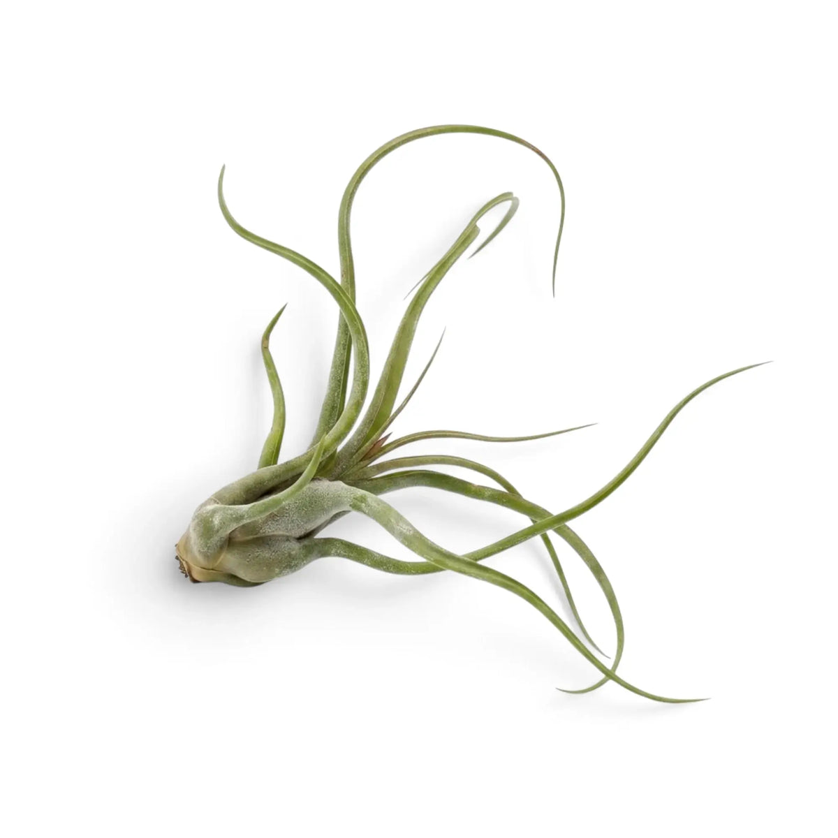 Tillandsia caput-medusae, Luftpflanze mit verdickter Basis sowie gebogenen, eingerollten, strahlenförmig wachsenden Blättern