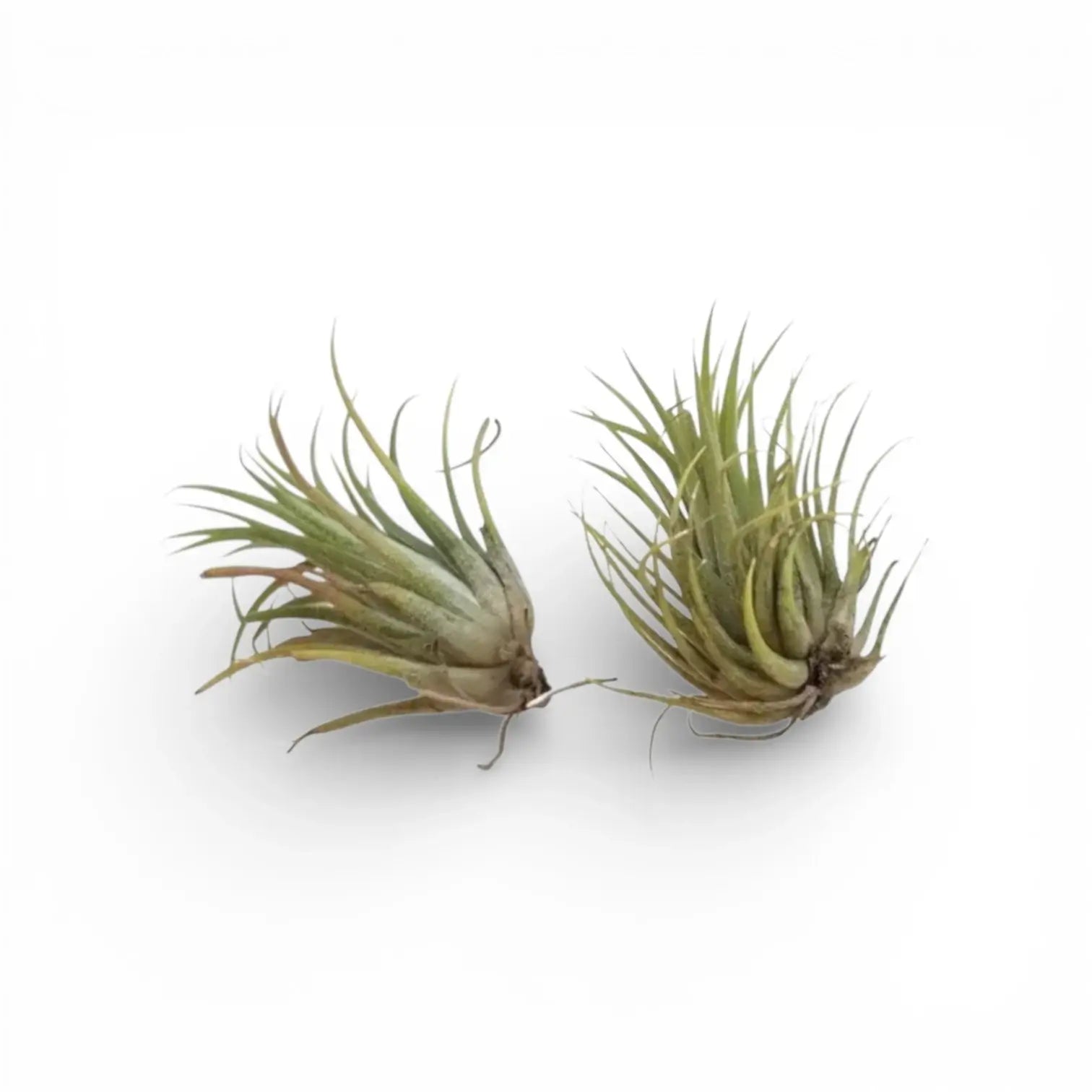 Tillandsia ionantha als Luftpflanze vor weißem Hintergrund.