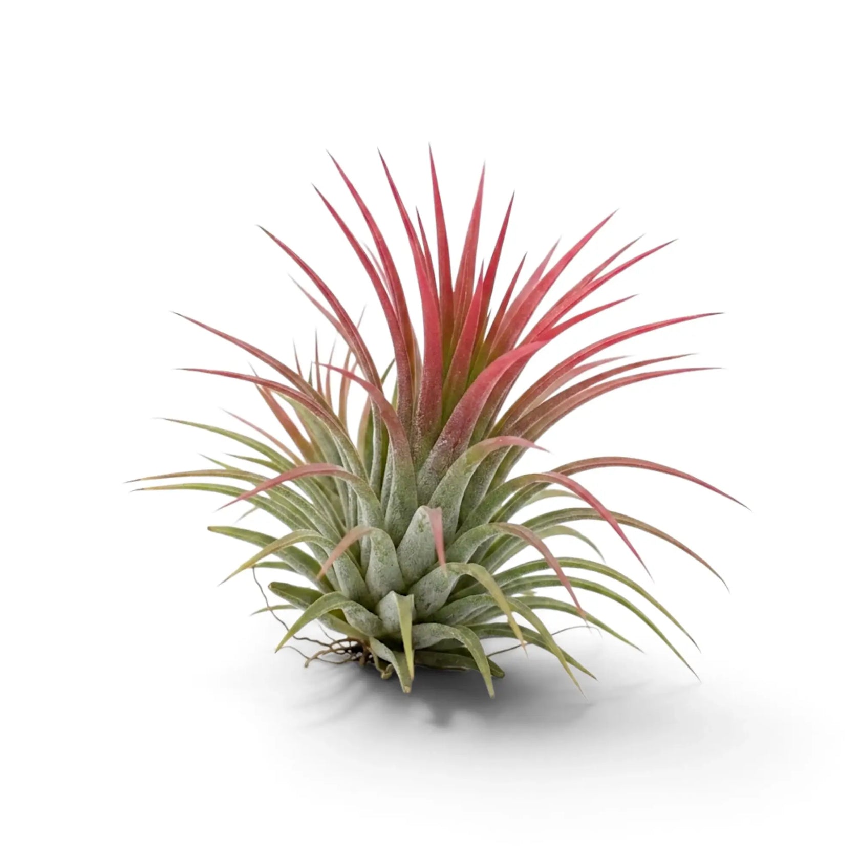 Tillandsia ionantha, eine Luftpflanze