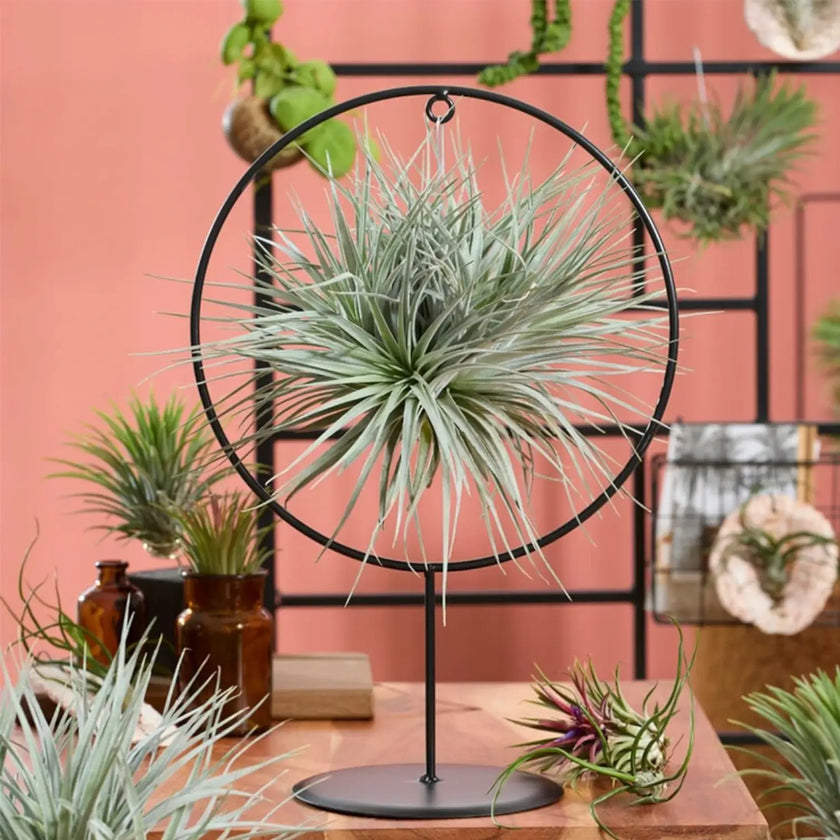 Tillandsia ionantha – With Plant Display Stand potted plant in nursery pot on white background.