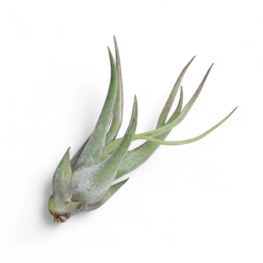 Tillandsia seleriana potted plant in nursery pot on white background.