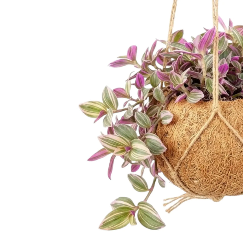 Tradescantia zebrina ‘Sweetness’ in einer Kokodama mit rosa und silberfarben gestreiften Blättern an herabhängenden Trieben