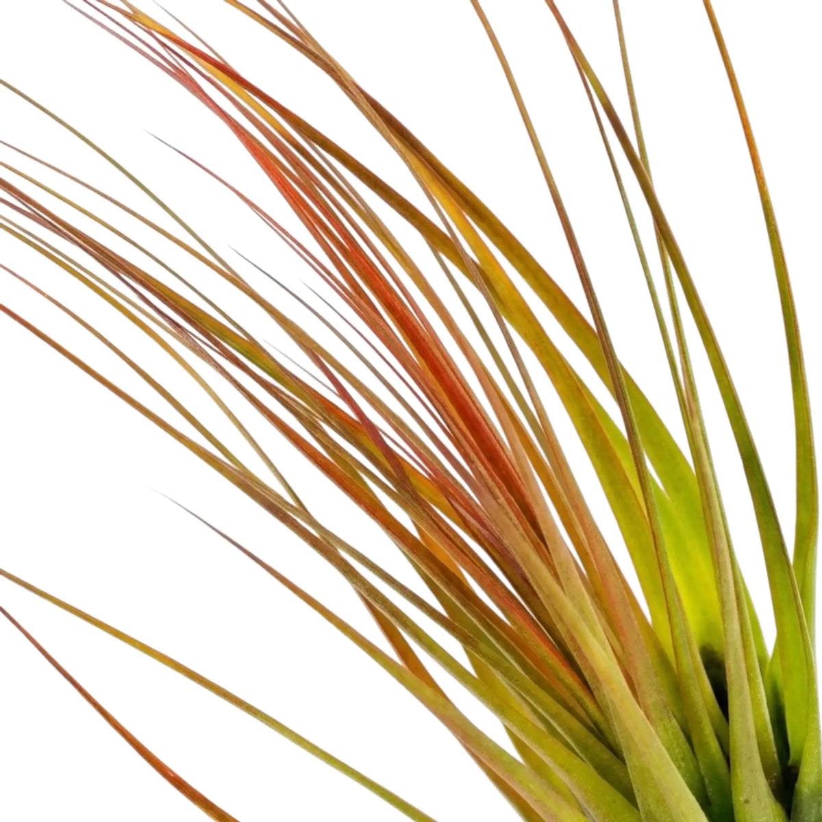 Nahaufnahme von Tillandsia tricolor mit schmalen Blättern, deren Farbe von Grün zu rötlichem Orange übergeht
