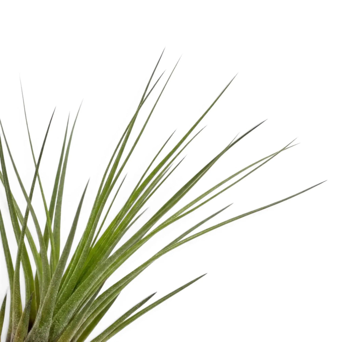 Nahaufnahme von Tillandsia tricolor mit langen schmalen grünen Blattspitzen, die sich nach außen fächern