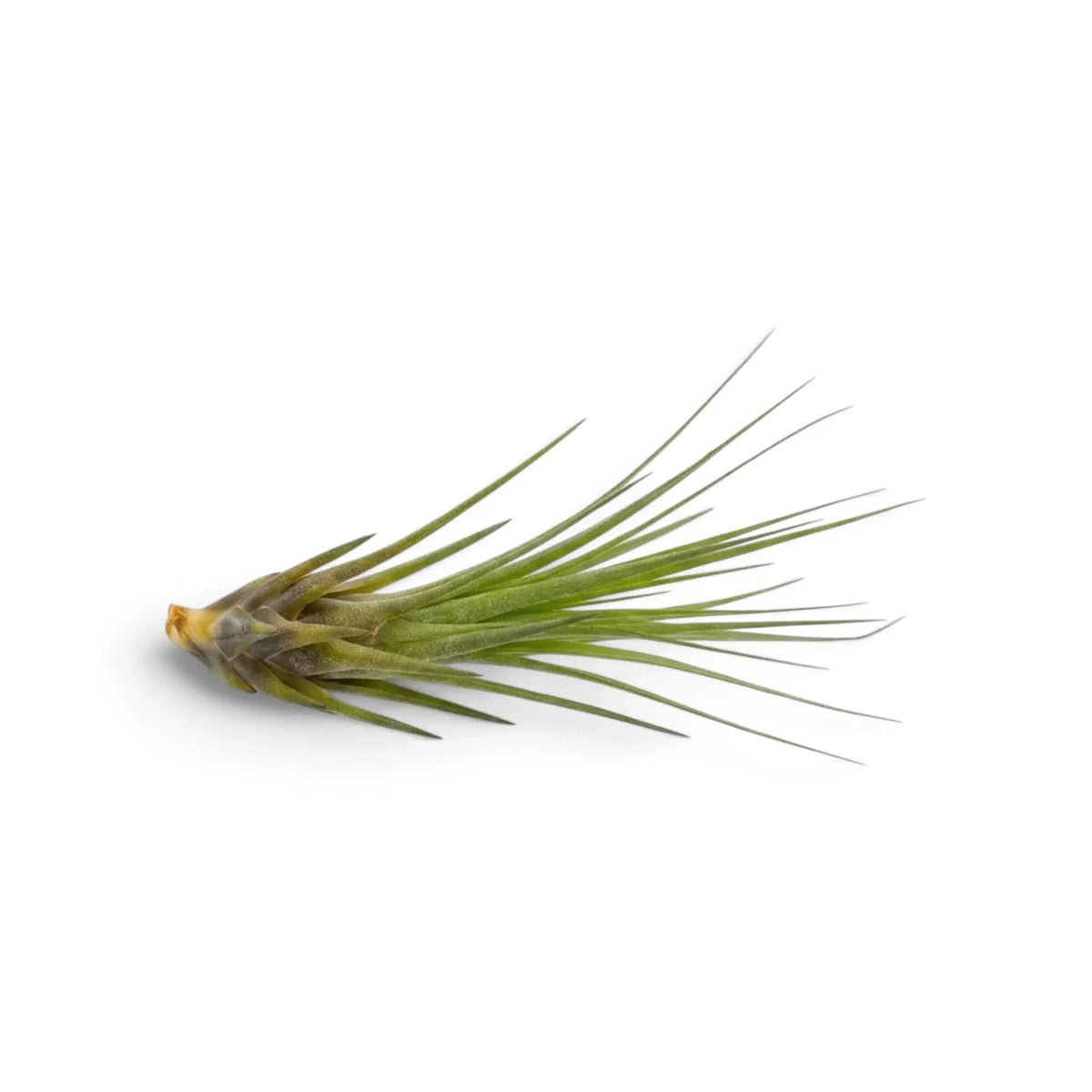 Liegende Tillandsia tricolor, eine Luftpflanze mit schmalen grünen Blättern und dunkelviolett gefärbten Blattbasen
