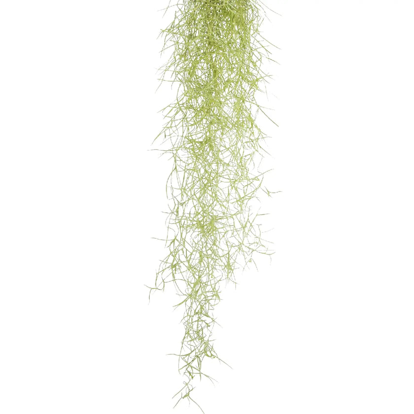 Tillandsia usneoides close-up of leaf on white background.