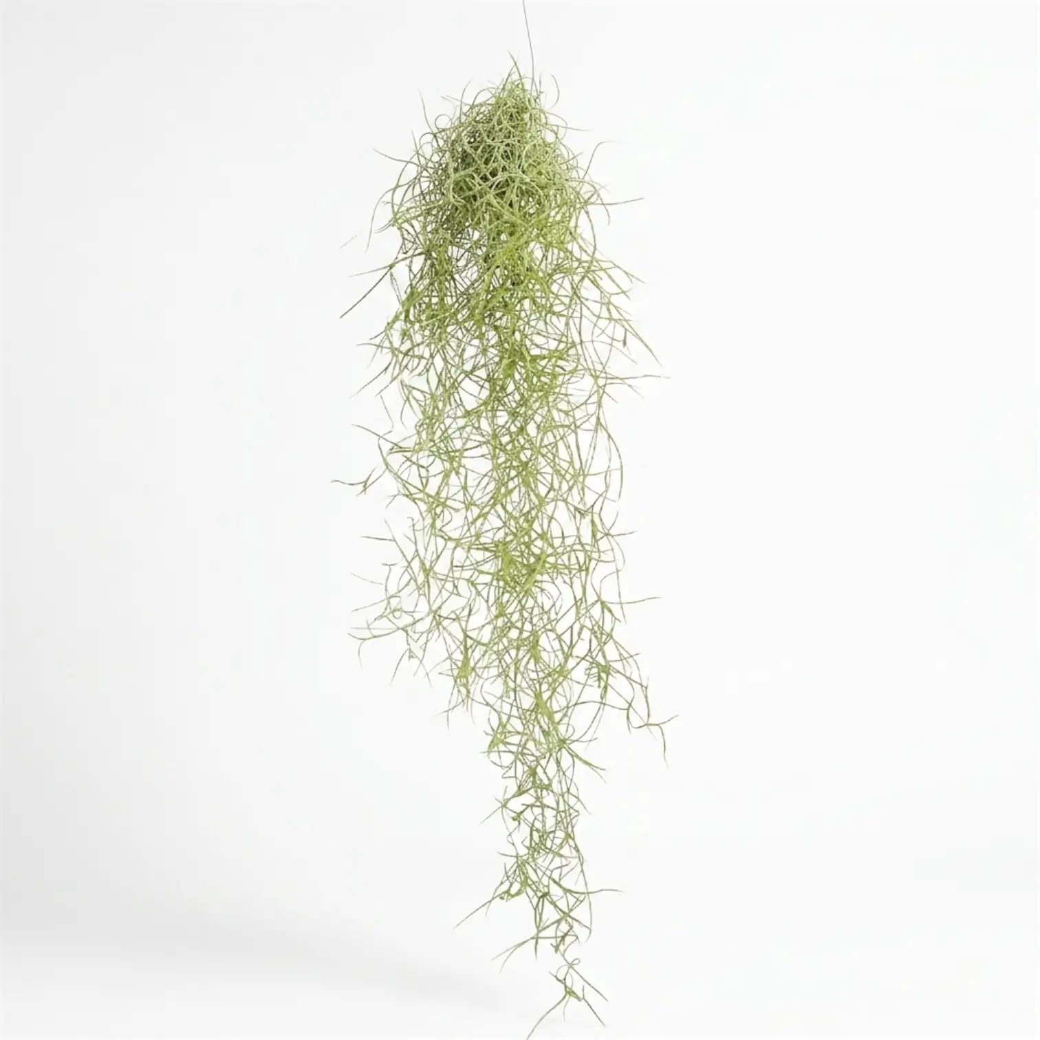 Loose hanging Tillandsia usneoides bundle with airy green strands and curled tips