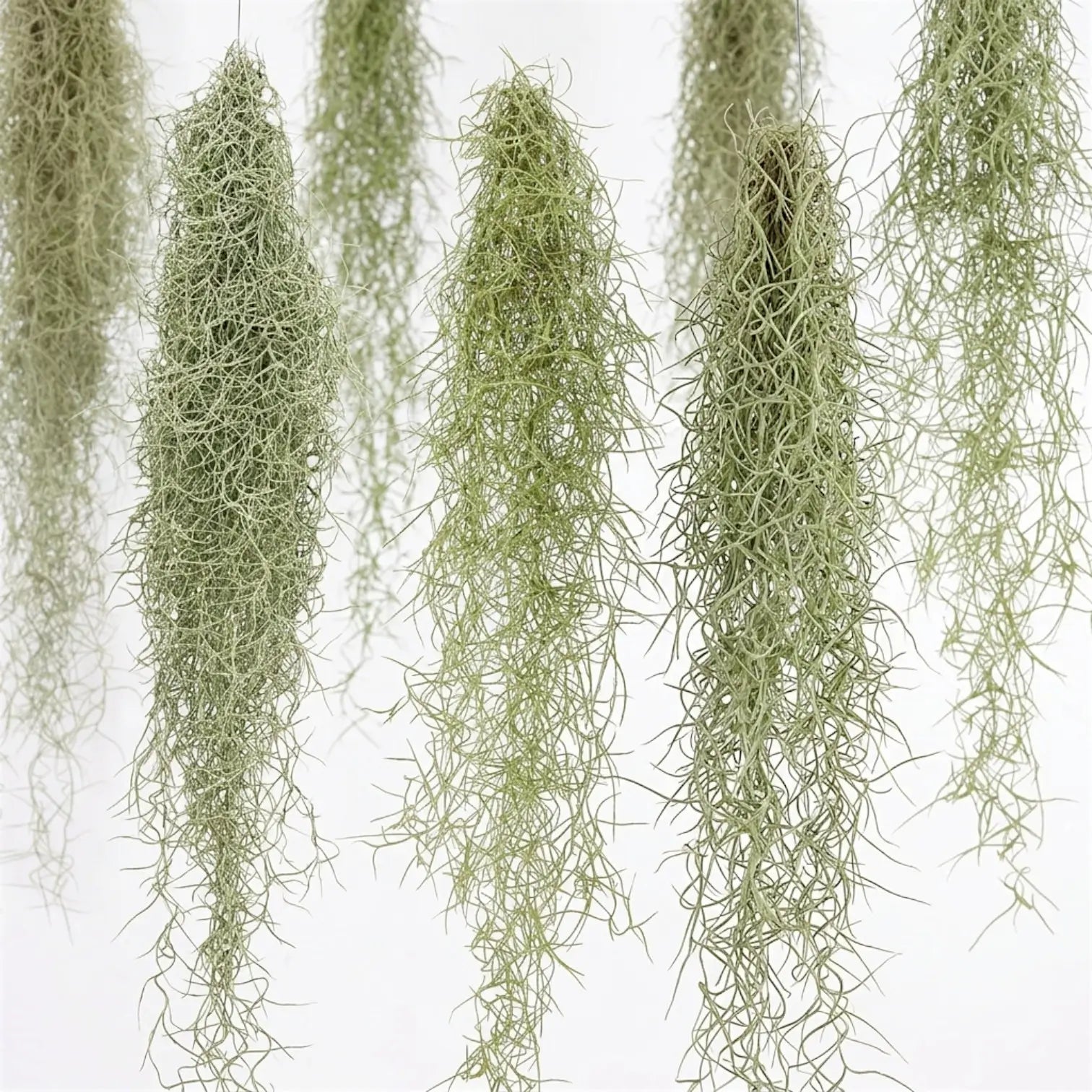 Several Tillandsia usneoides bundles hanging side by side, showing their long silver-green strands