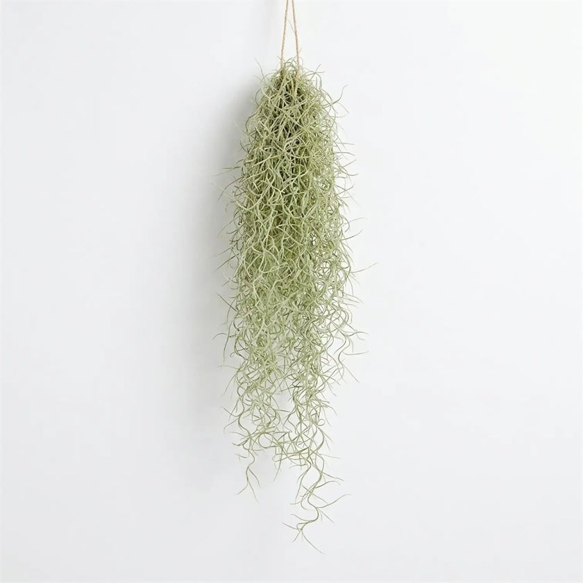 Single hanging Tillandsia usneoides bundle with pale green, threadlike strands tapering to loose curls