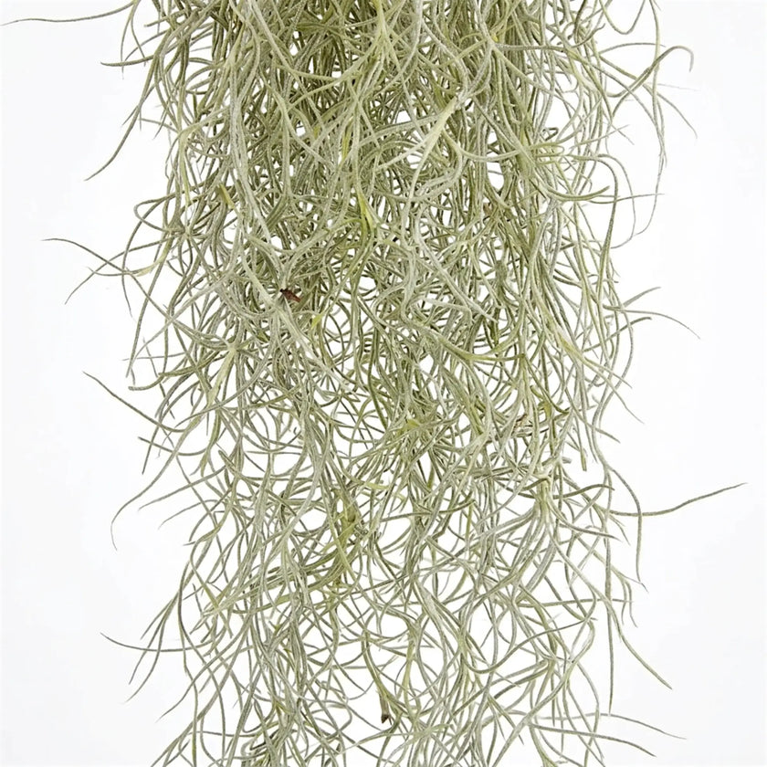 Close-up of intertwined Tillandsia usneoides strands with a fine silver-grey texture