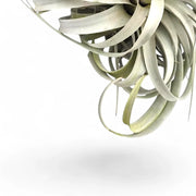 Tillandsia xerographica close-up of leaf on white background.