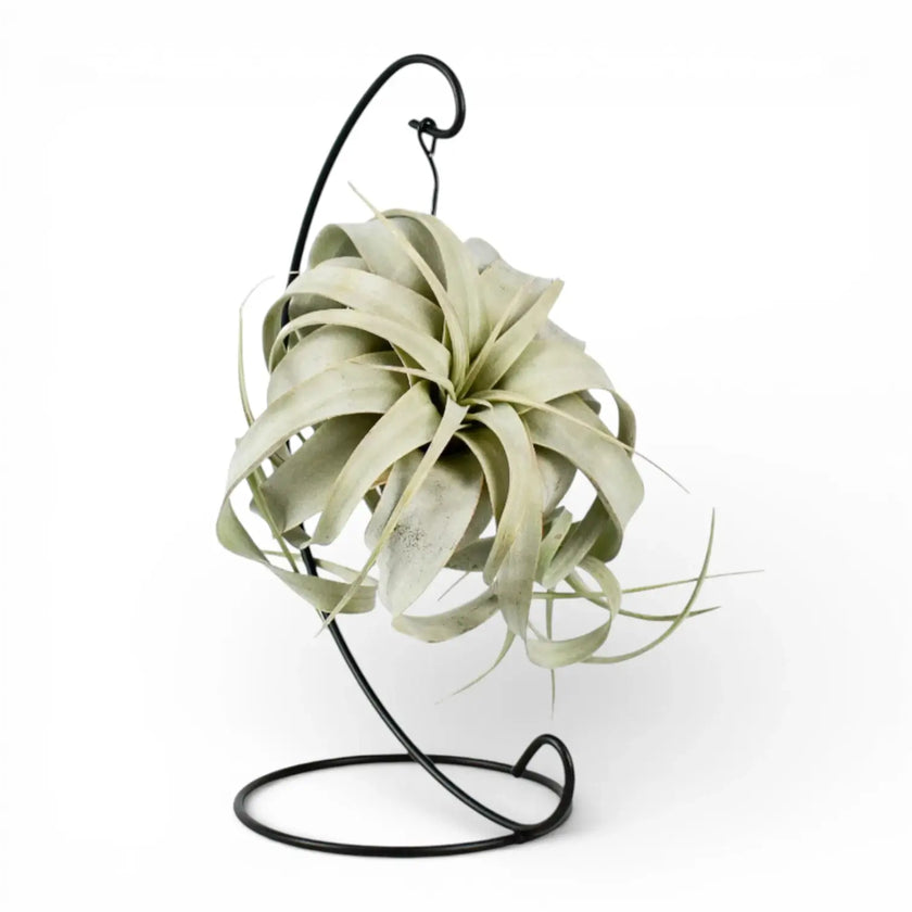 Tillandsia xerographica potted plant in nursery pot on white background.