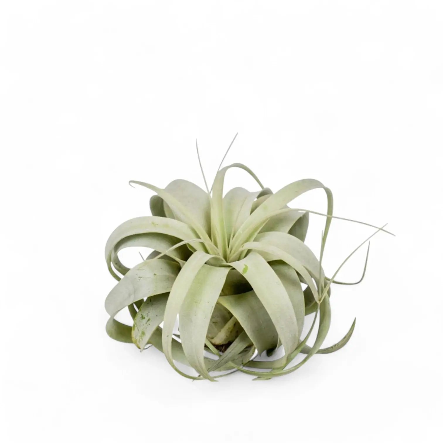 Tillandsia xerographica potted plant in nursery pot on white background.