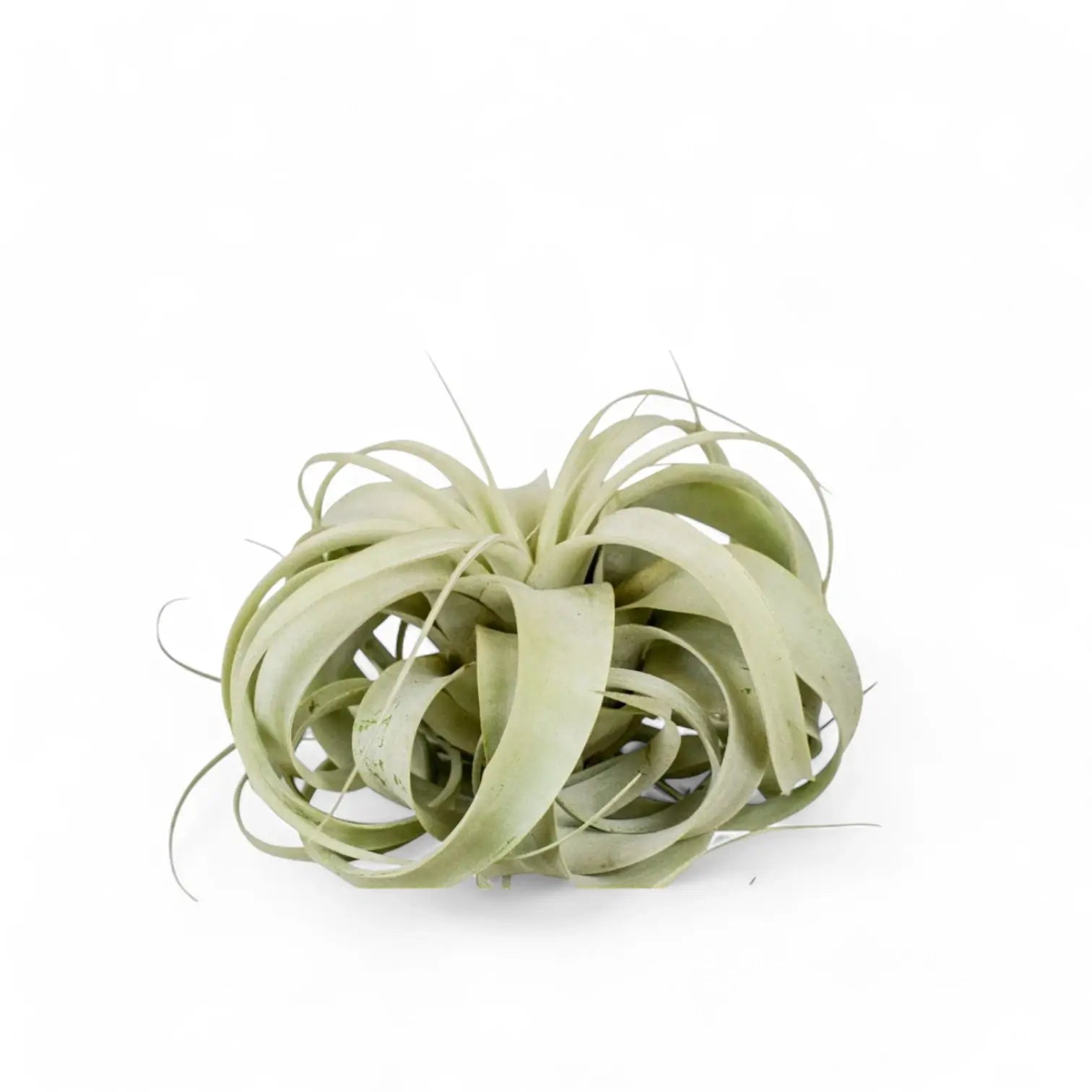 Tillandsia xerographica potted plant in nursery pot on white background.