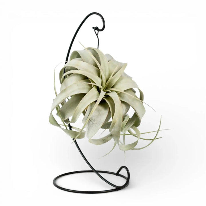 Tillandsia xerographica – Zimmerpflanze im Kulturtopf auf weißem Hintergrund, Produktfoto 1.