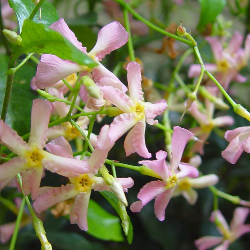Trachelospermum asiaticum 'Pink Showers' close-up detail.