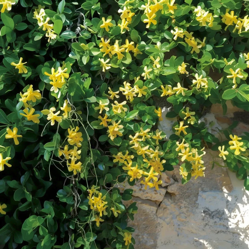 Trachelospermum jasminoides 'Star of Toscana' close-up detail.