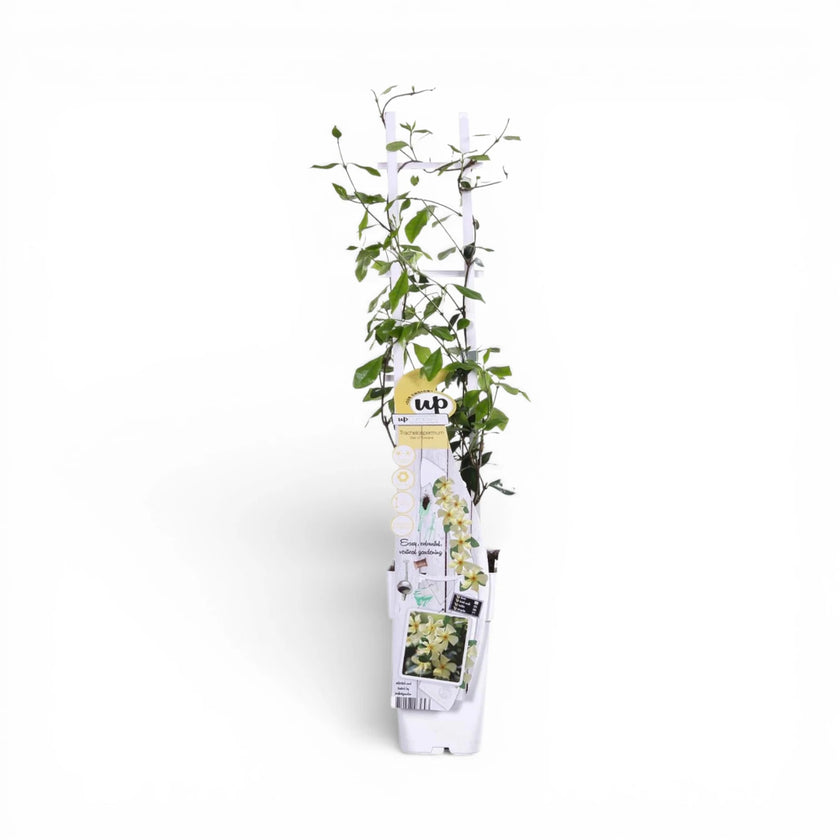 Trachelospermum jasminoides 'Star of Toscana' close-up detail.