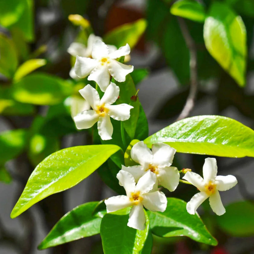 Trachelospermum jasminoides 'Star of Venice' plant detail.