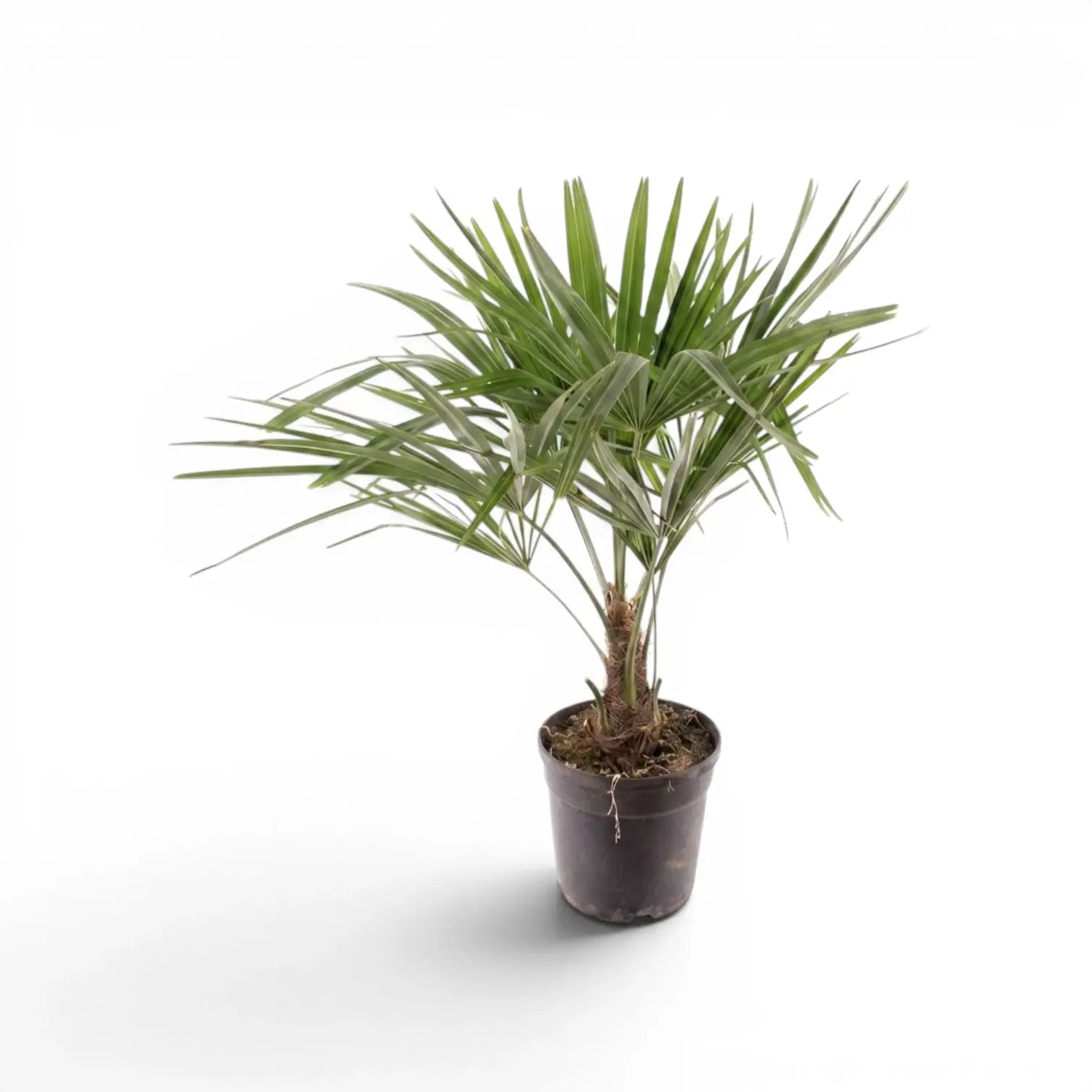 Trachycarpus fortunei