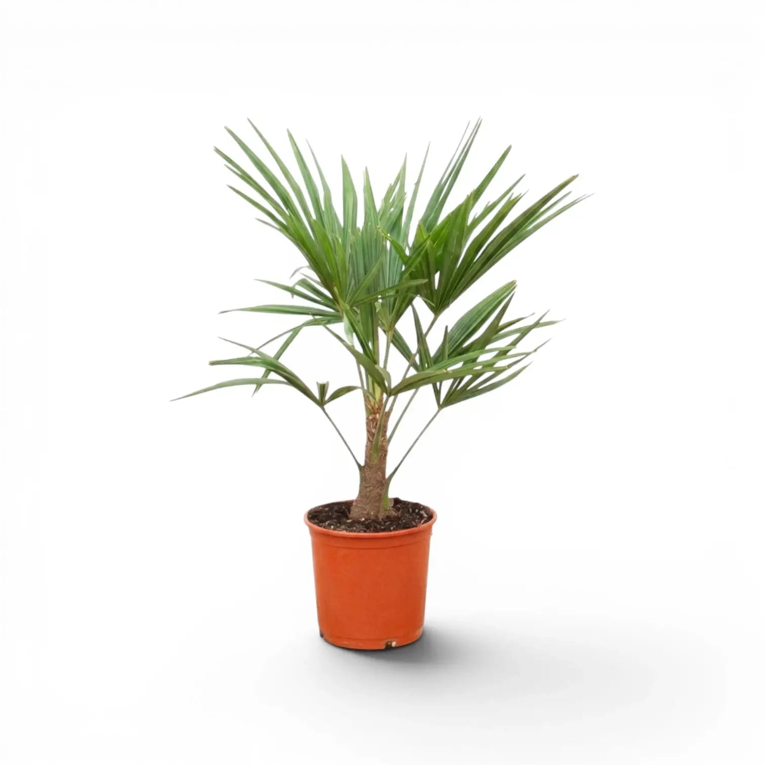 Trachycarpus fortunei