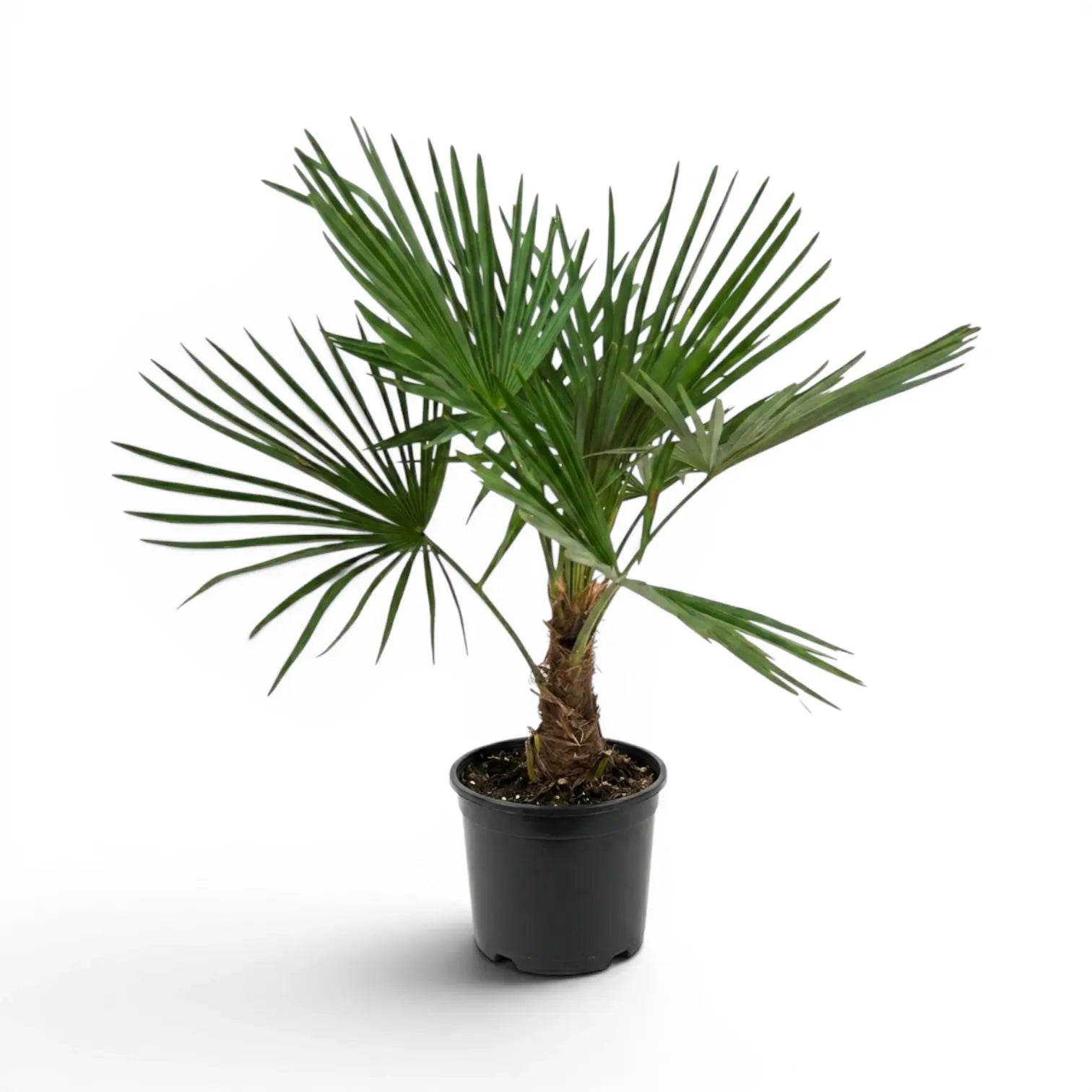 Trachycarpus fortunei