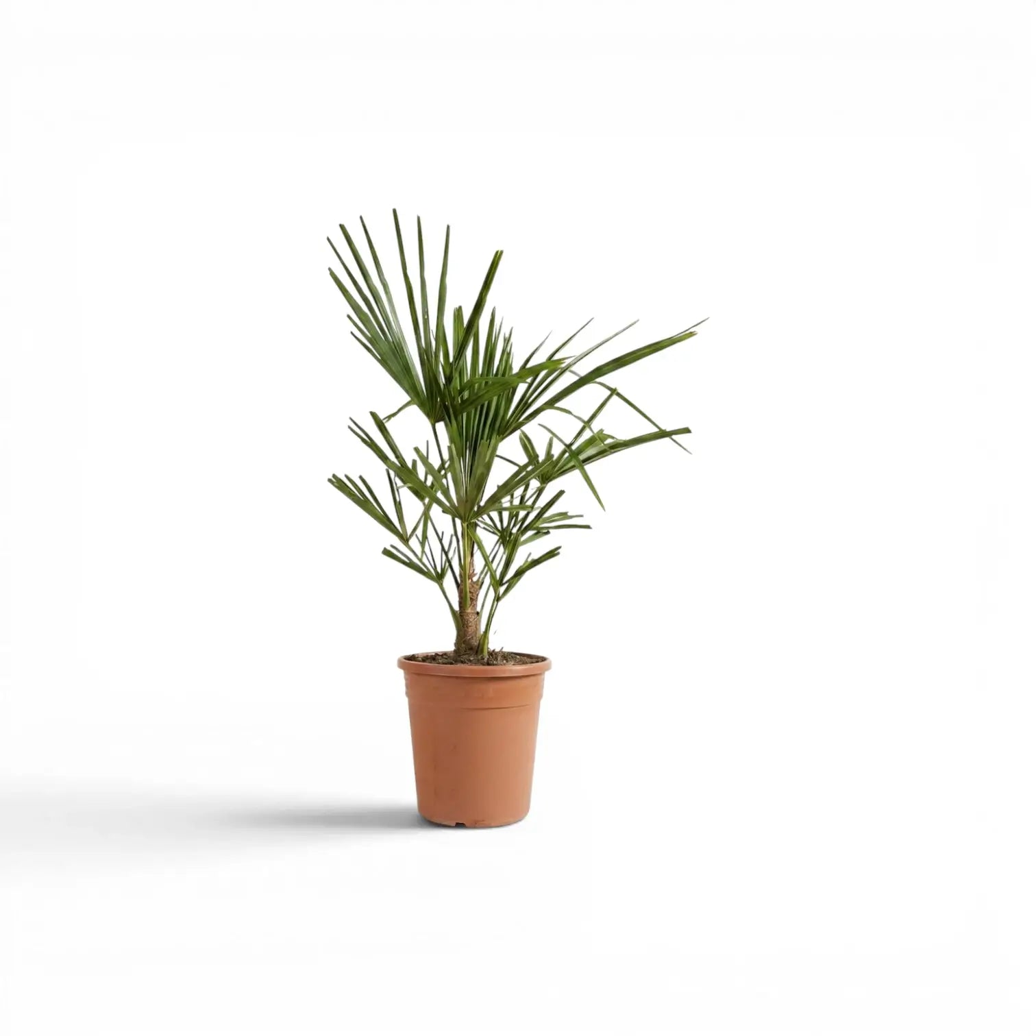 Trachycarpus fortunei