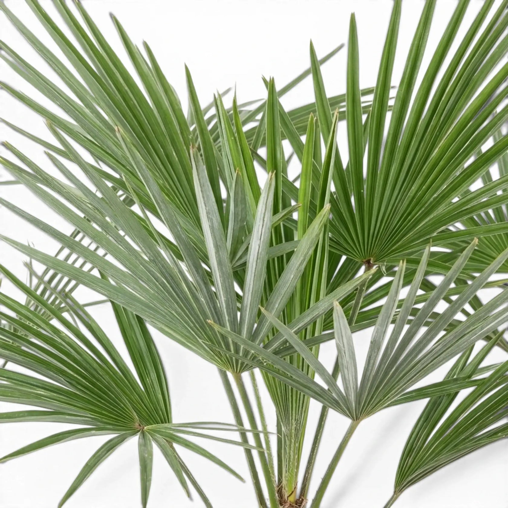 Trachycarpus fortunei Frosty mit grünen Fächerblättern im Detail auf weißem Hintergrund