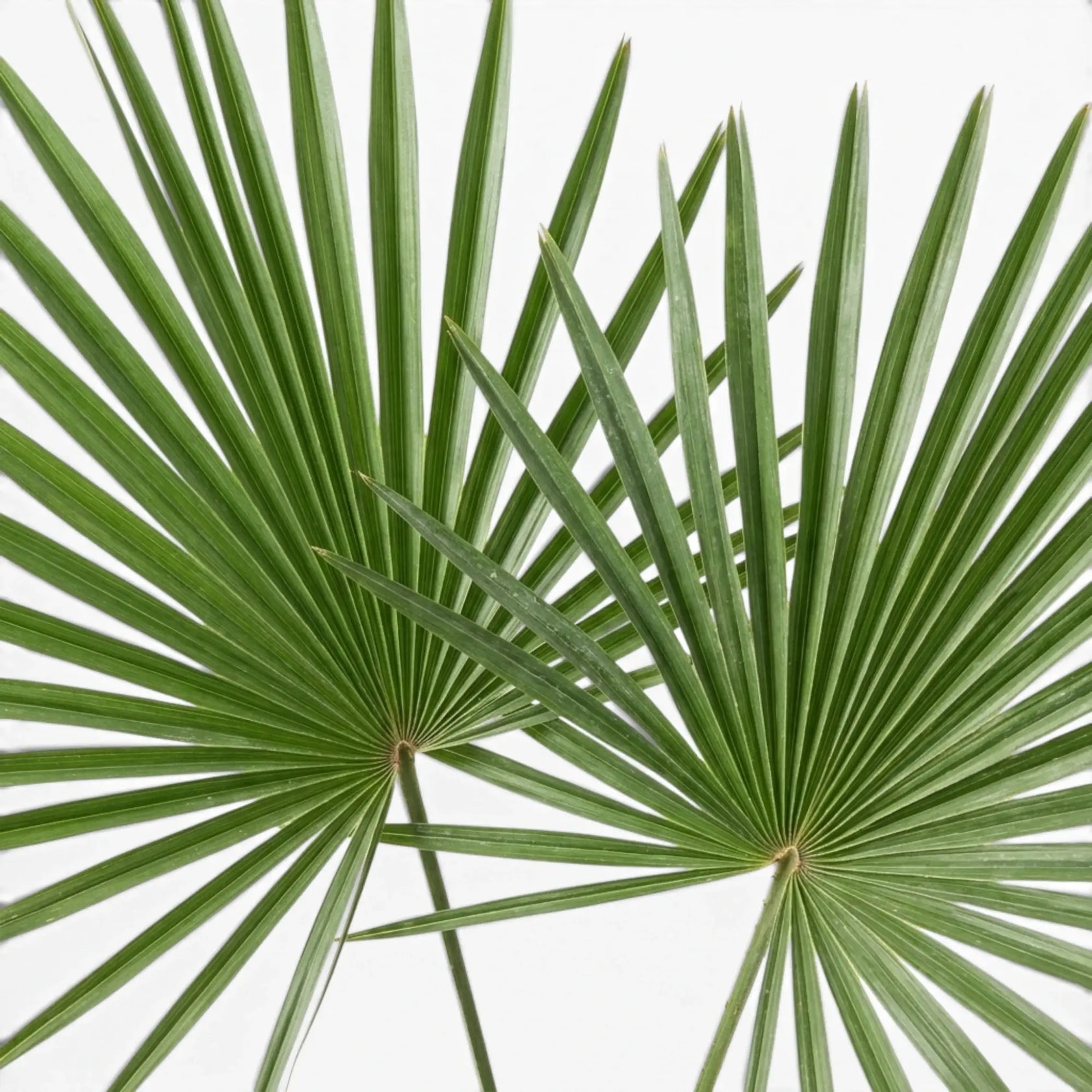 Trachycarpus fortunei Frosty mit grünen Fächerblättern auf weißem Hintergrund